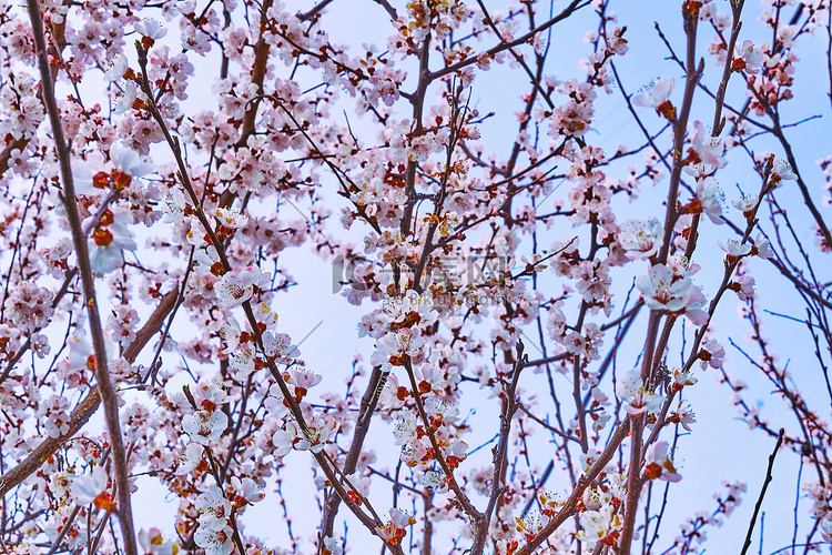 春天果树可爱娇嫩的花朵。