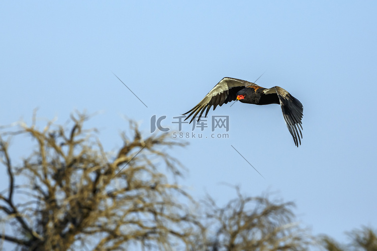 南非 Kgalagadi 跨境公园的鸟类
