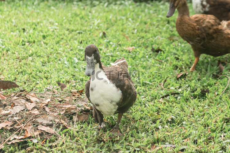 鸭子在草坪上散步觅食
