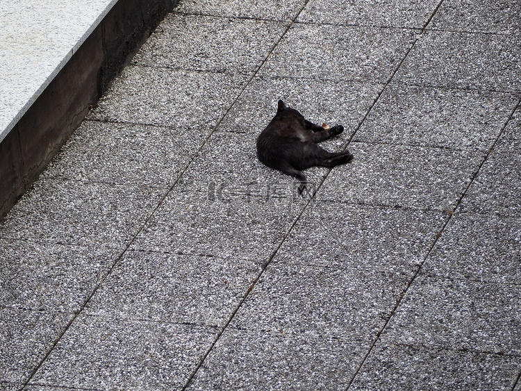 灰色瓷砖水泥地板背景上的黑猫
