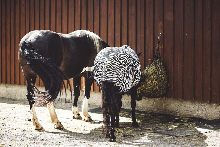 两匹黑马在马厩里吃草的背影，其