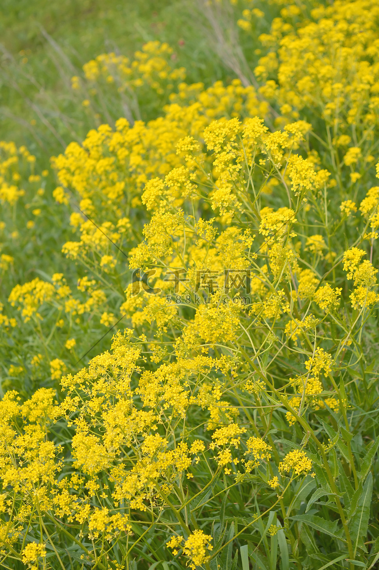 在领域的黄色野花
