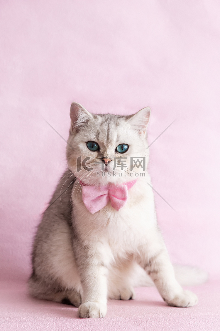 一只带粉色领结的白色英国猫