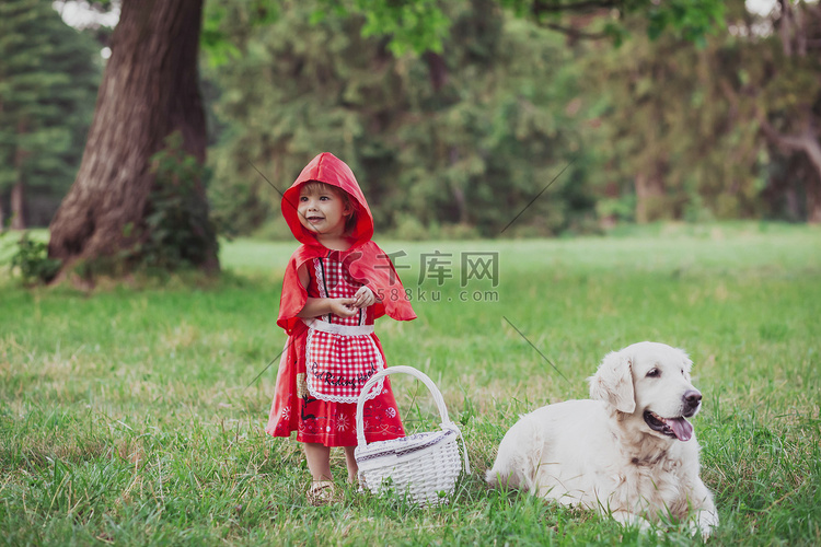 婴儿穿着小红帽服装和金毛猎犬而