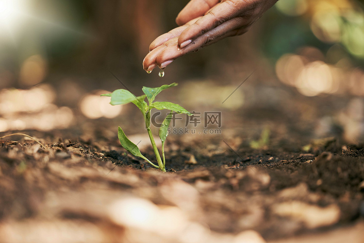土壤农业中的妇女、手或浇灌树苗