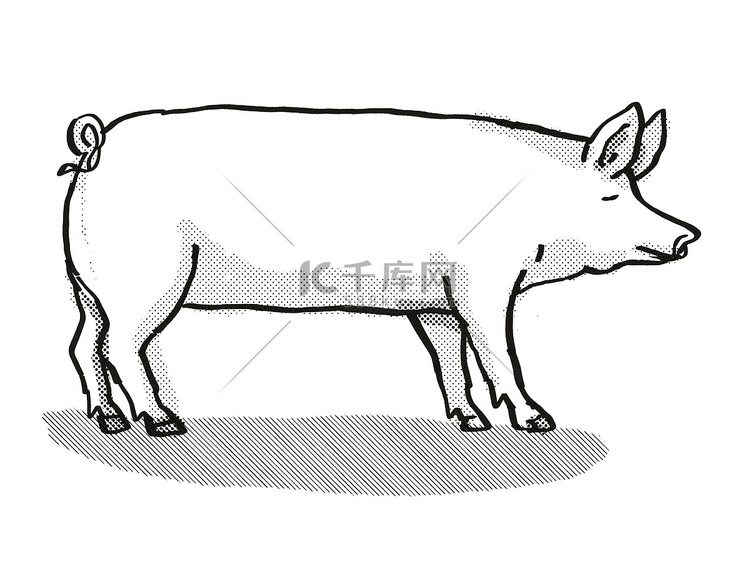 大白猪品种卡通复古画
