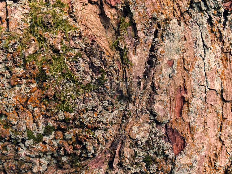 质地粗糙的棕色山毛榉老树皮和绿