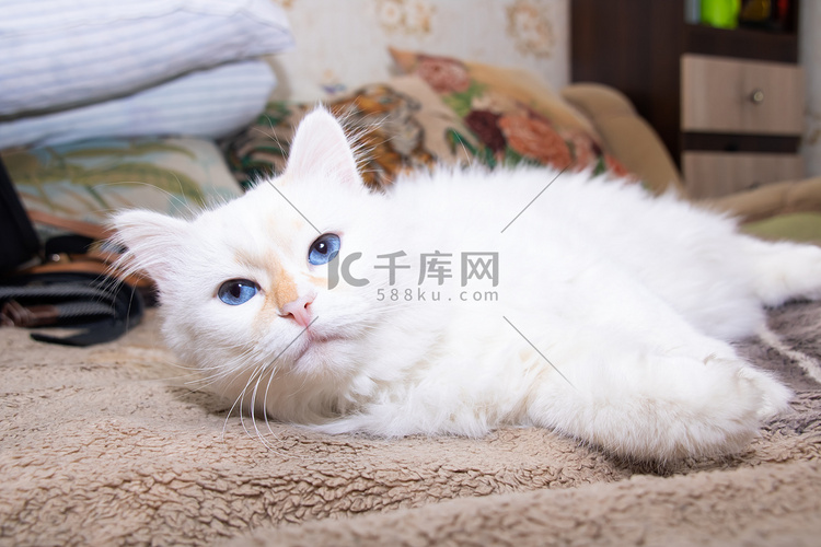 蓝眼睛的白色蓬松猫睡在床上