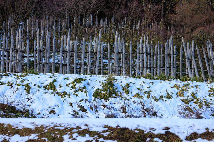 削尖的木桩在白雪皑皑的山坡上形