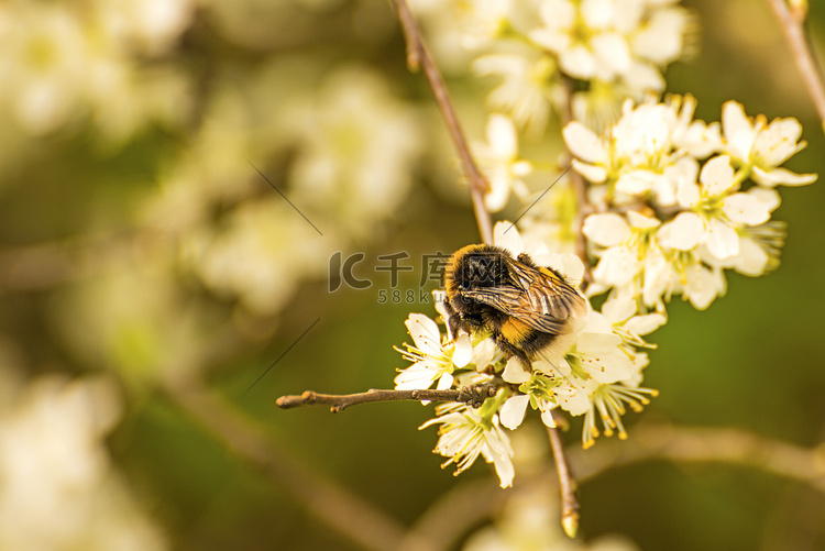 山楂花上的黄尾大黄蜂