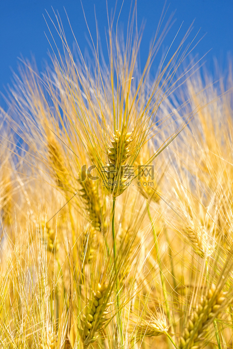 大麦，头与蓝天