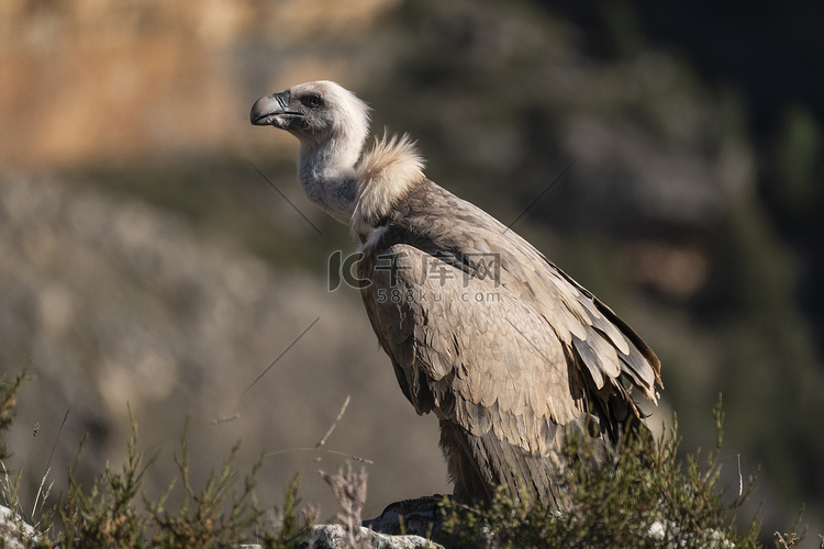 格里芬秃鹰 (Gyps fulvus)