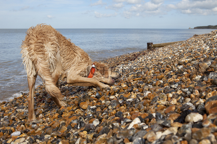 肯特赫恩湾卵石滩上的全长混种狗