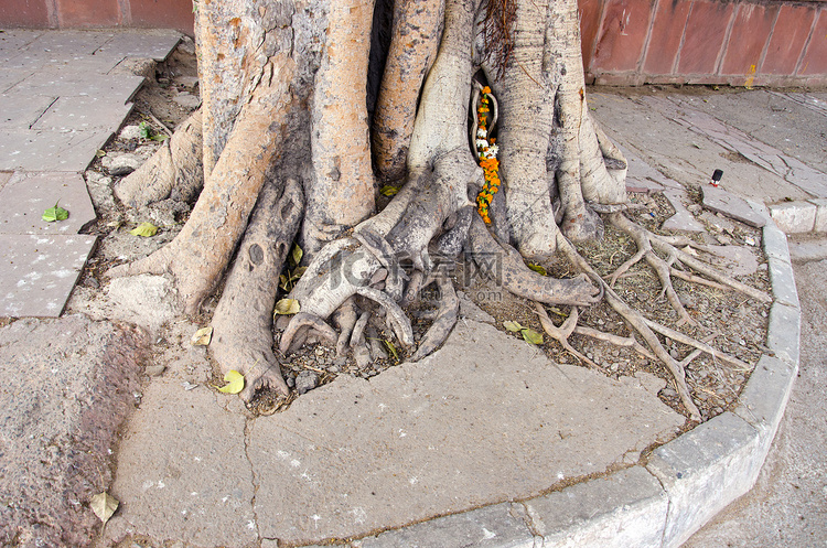 大树根在印度，德里市