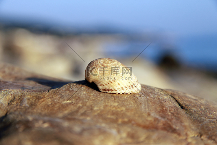 海贝壳躺在海边的石头上