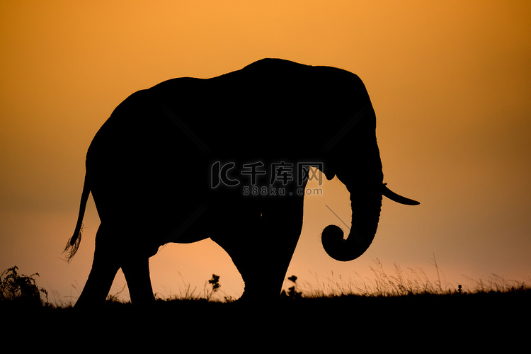 非洲大象剪影