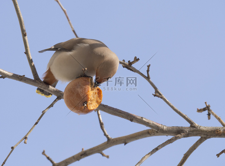太平鸟吃苹果