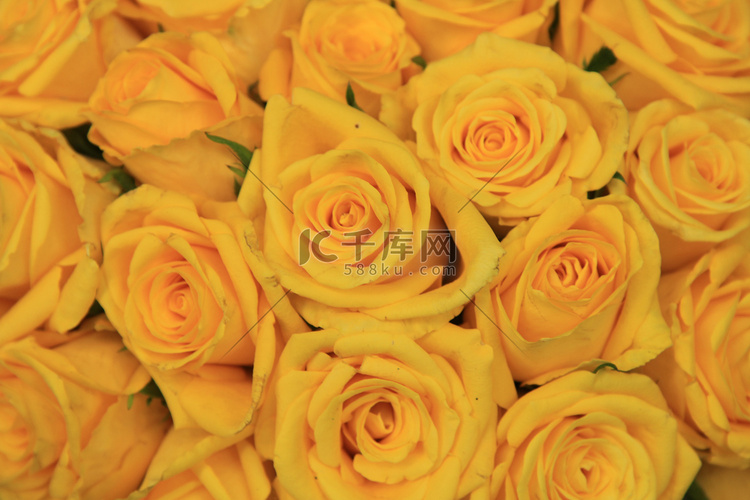 黄色的婚礼玫瑰