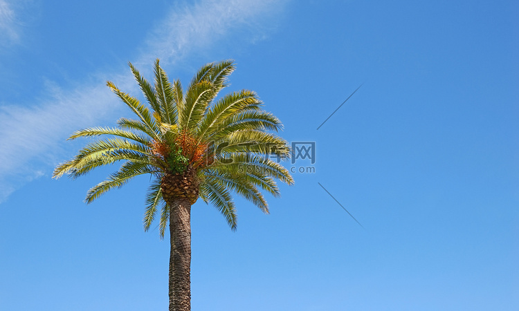 阳光普照的棕榈树