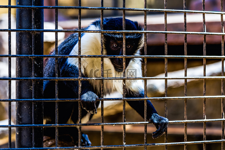看通过动物园牢房的猴子