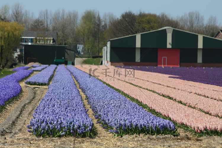 荷兰花卉业，田野里的风信子