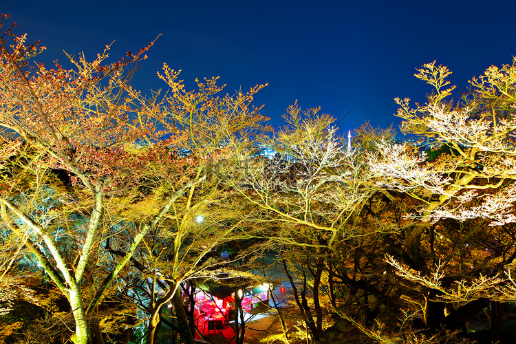 夜晚的樱花树