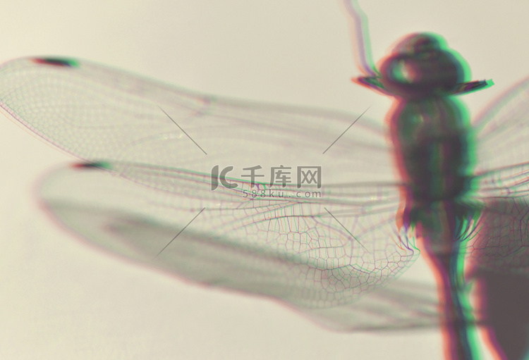 蜻蜓特写 3D 浮雕效果