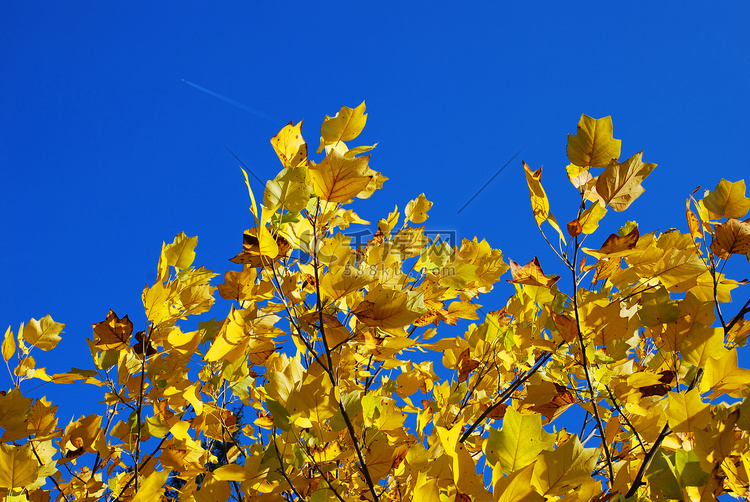 黄色的秋叶蓝天