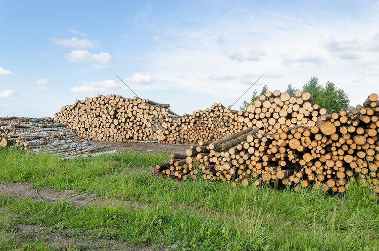木柴燃料桦木和松木原木堆森林