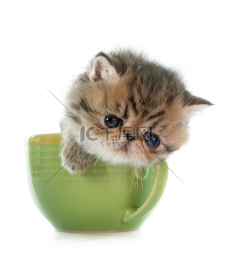 茶杯里的小猫异国短毛猫