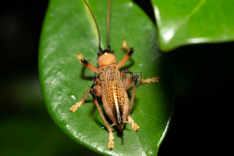 热带雨林中的本地昆虫种类