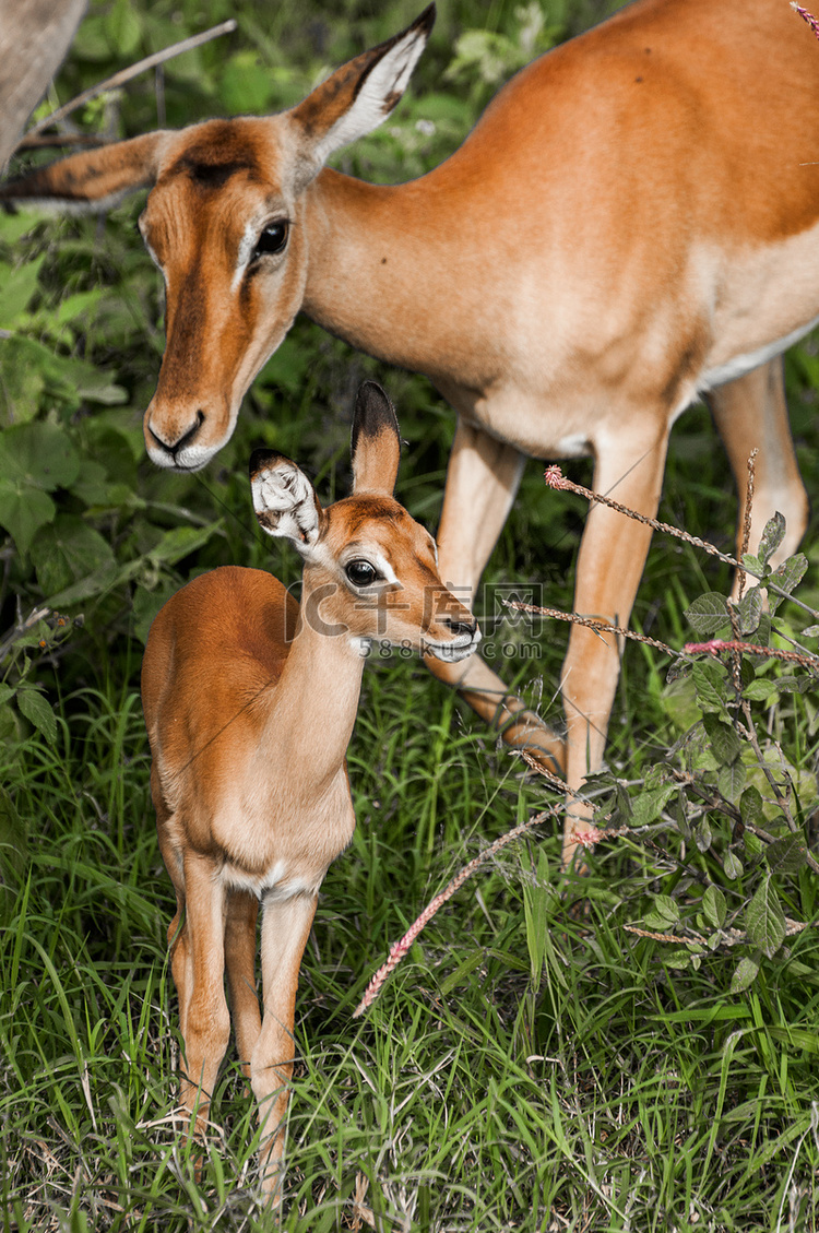 小黑斑羚和妈妈