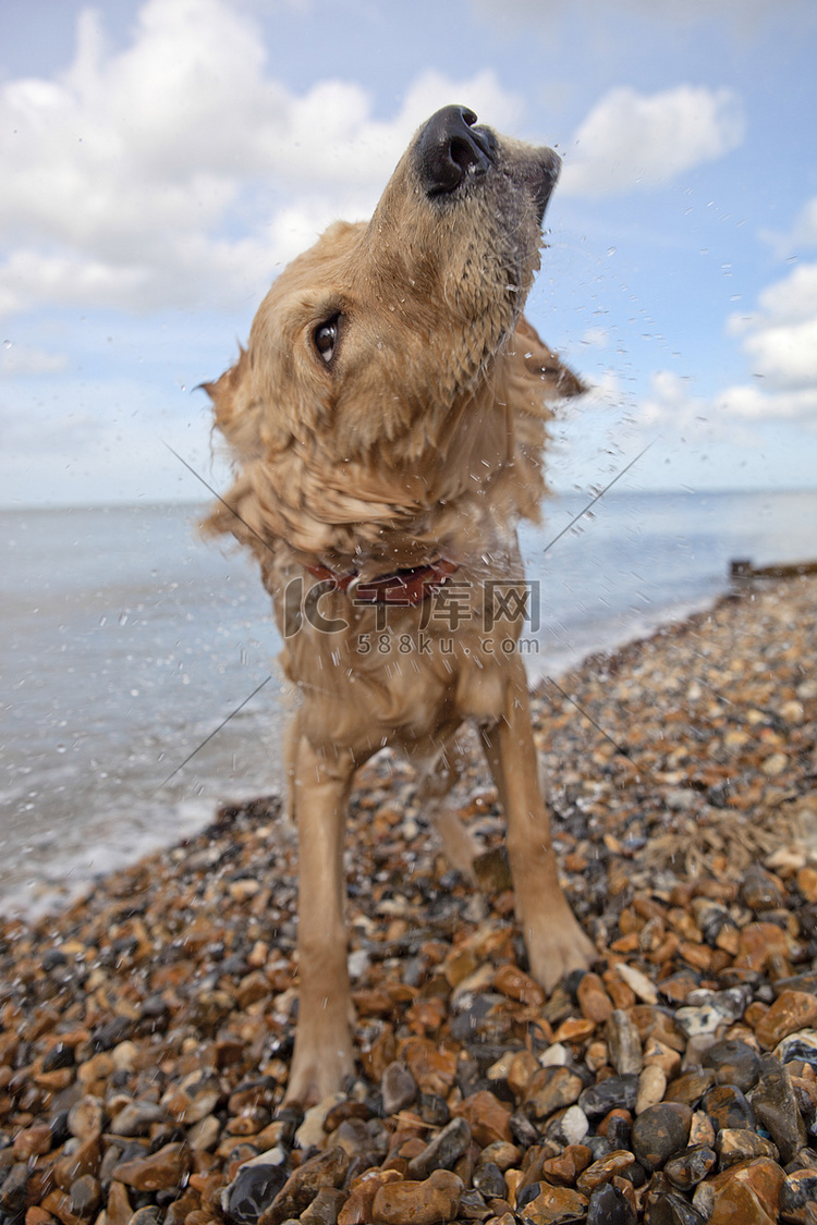 肯特赫恩湾卵石滩混种狗甩水的侧