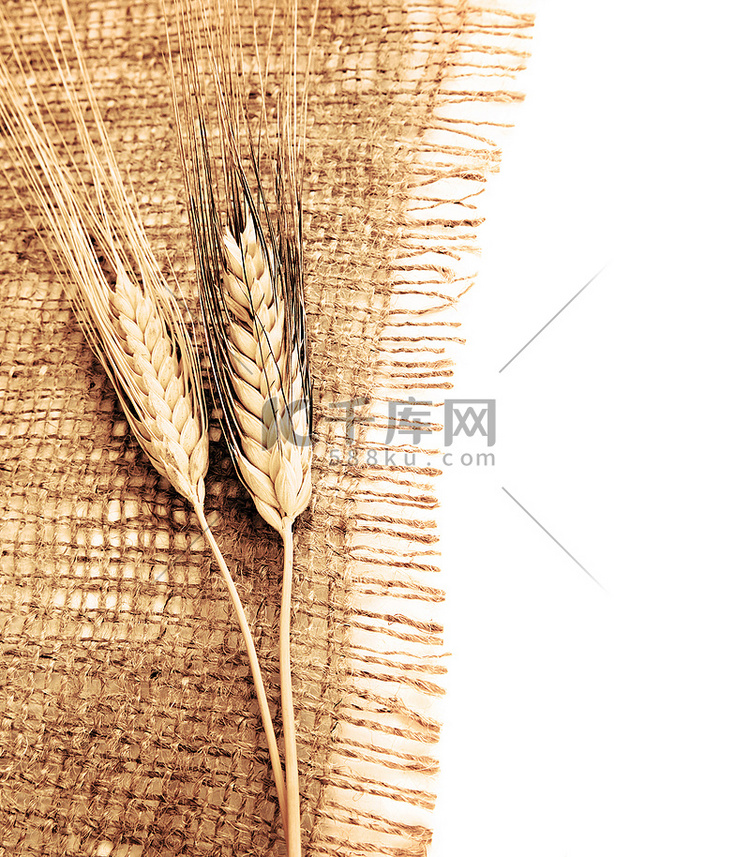 小麦边框