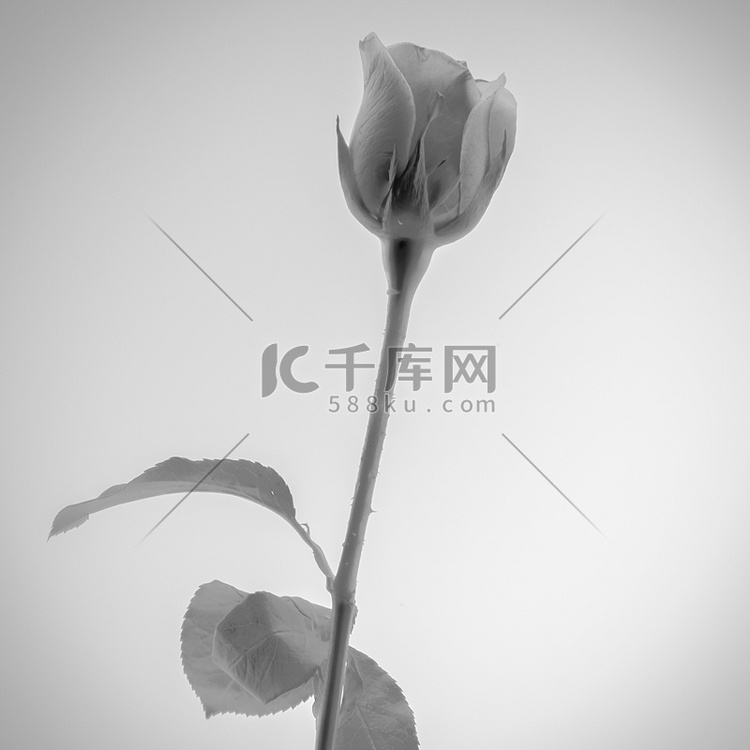 玫瑰花朵黑白色调风格