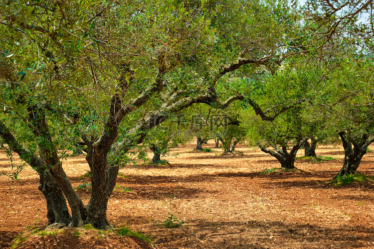 希腊克里特岛橄榄树 Olea 