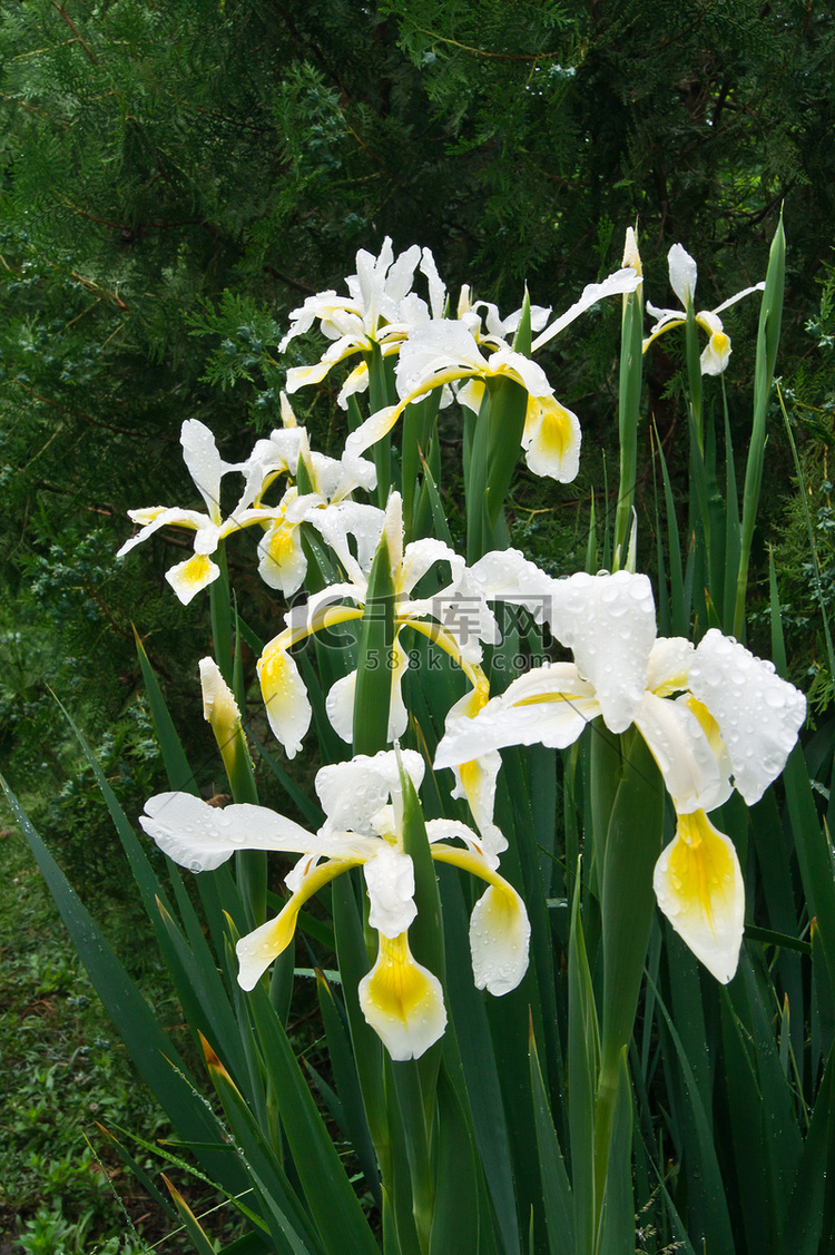 面纱鸢尾（Iris Spurio）