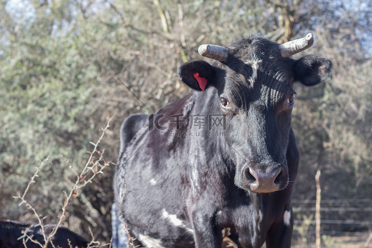 阿根廷乡村的 brangus 奶牛和小牛