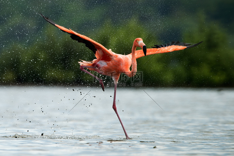 火烈鸟在水面上奔跑，溅起水花