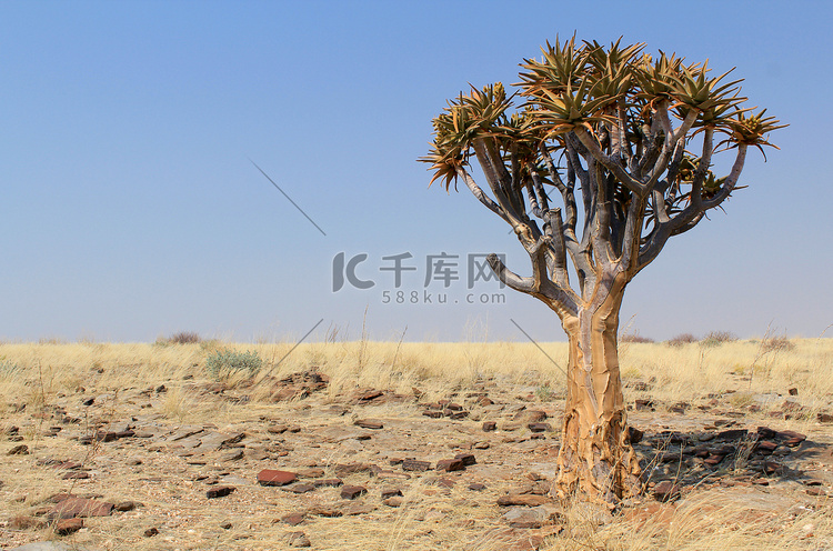 纳米布沙漠景观中的箭袋树（芦荟