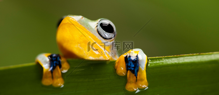 彩色背景上叶子上的青蛙