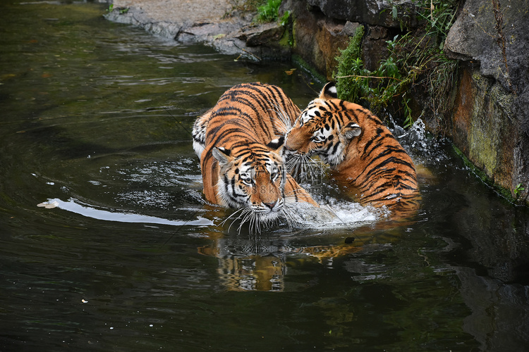 两只东北虎在水中嬉戏打斗