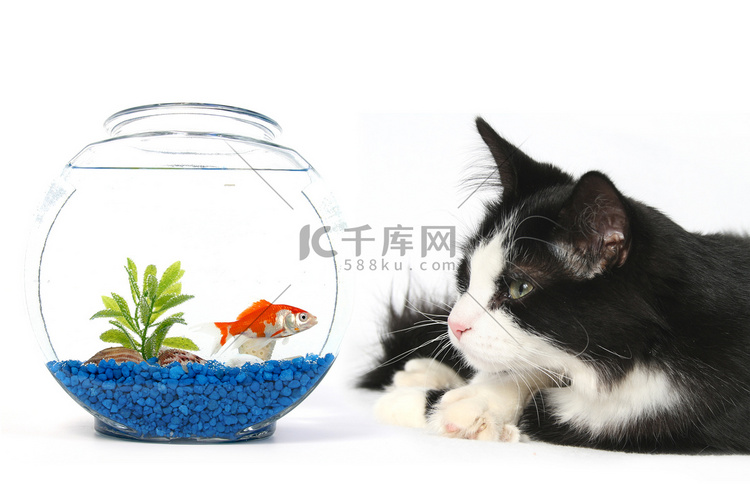 好奇的猫和一条鱼