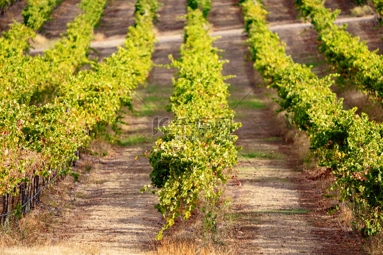 澳大利亚农村酿酒区葡萄园种植的