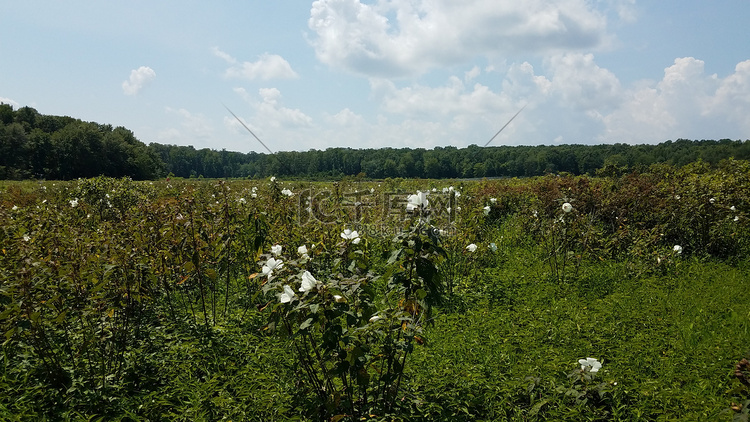 在湿地或沼泽环境中盛开的白花
