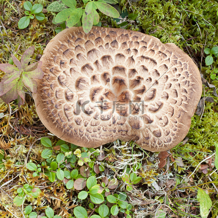 生长在森林地板上的带瓦刺猬蘑菇