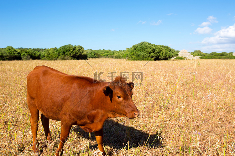 梅诺卡棕牛在 Ciutadel