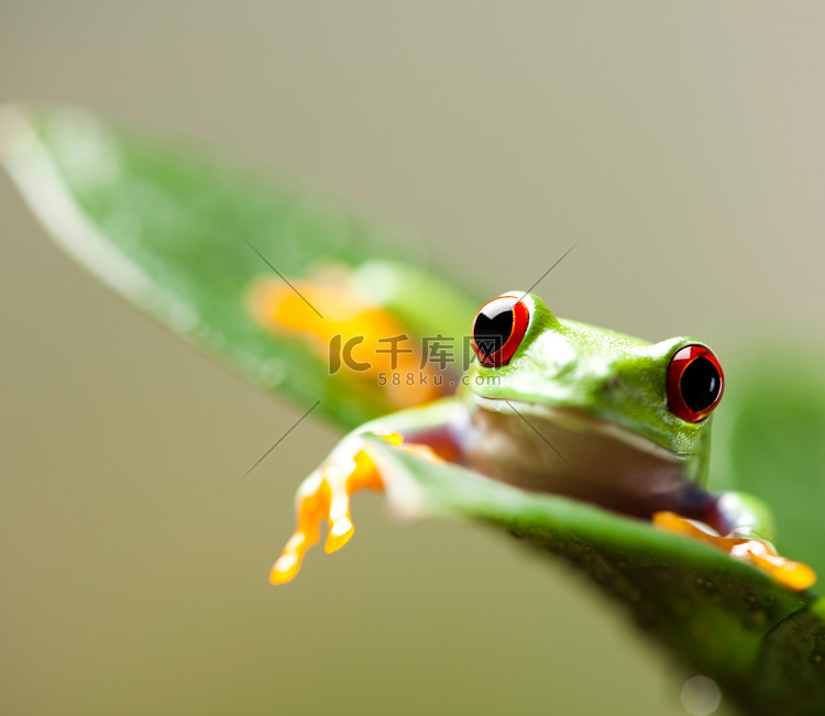 彩色背景上的绿色树蛙
