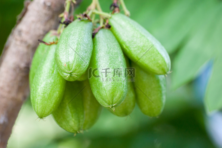 Averrhoa Bilimbi 水果 黄瓜树