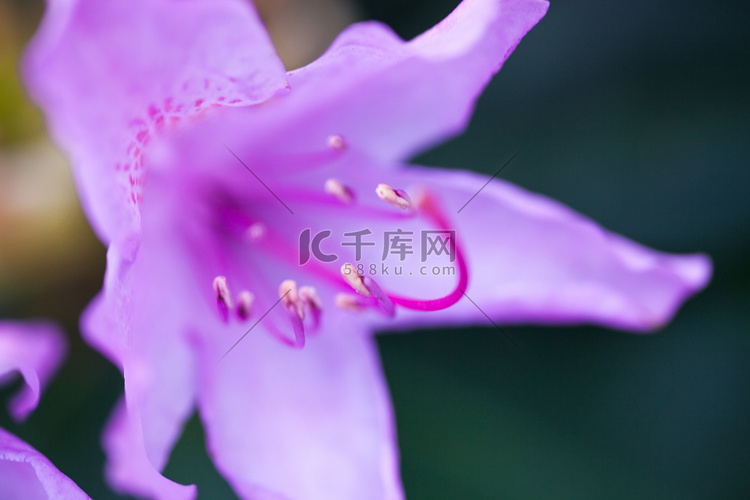 杜鹃紫花